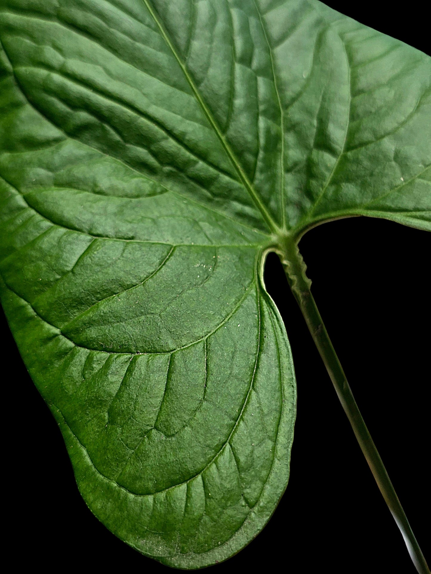 Anthurium sp. 'El Oriente Bullate' Wild Ecotype (EXACT PLANT)