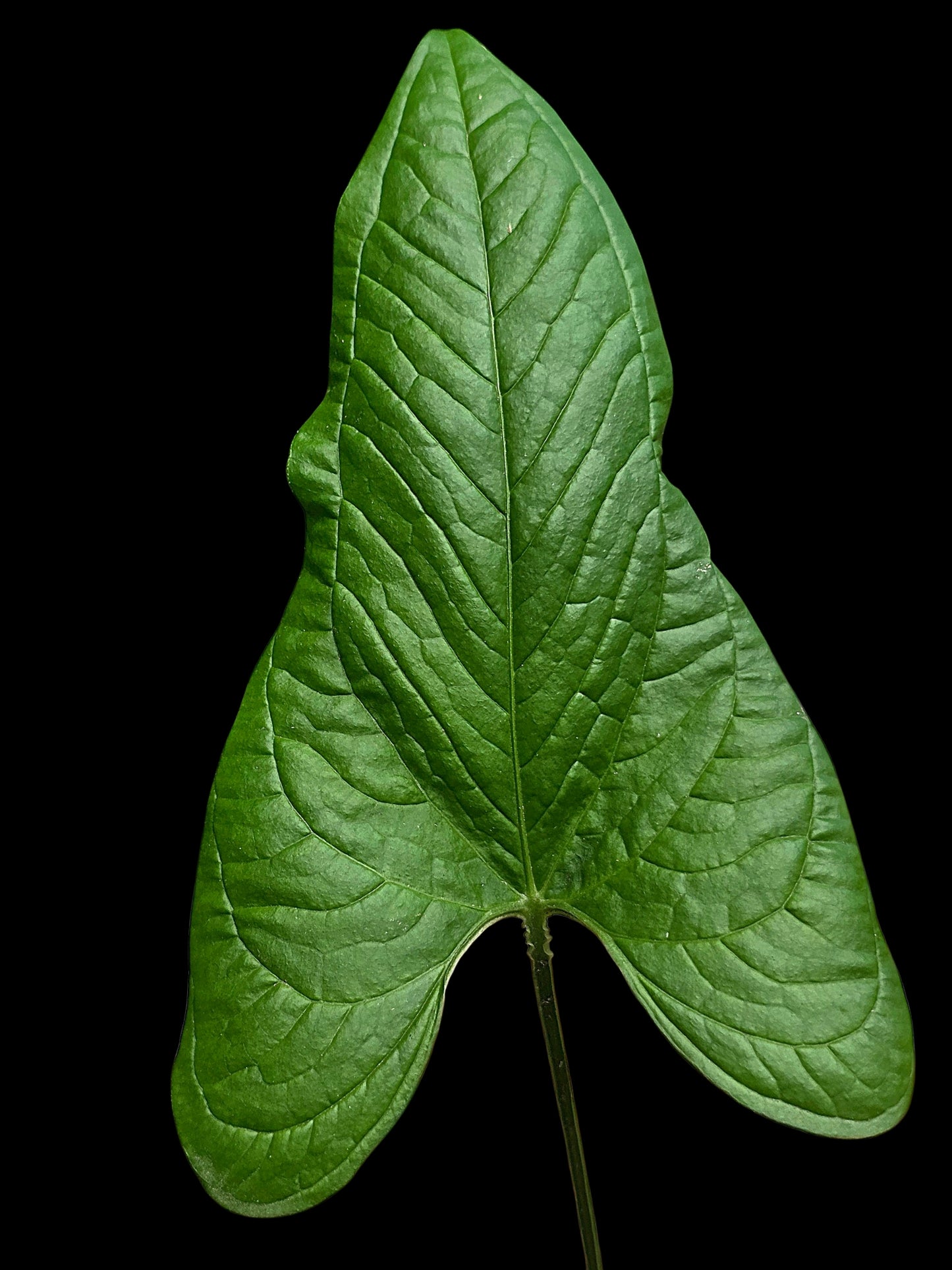 Anthurium sp. 'El Oriente Bullate' Wild Ecotype (EXACT PLANT)