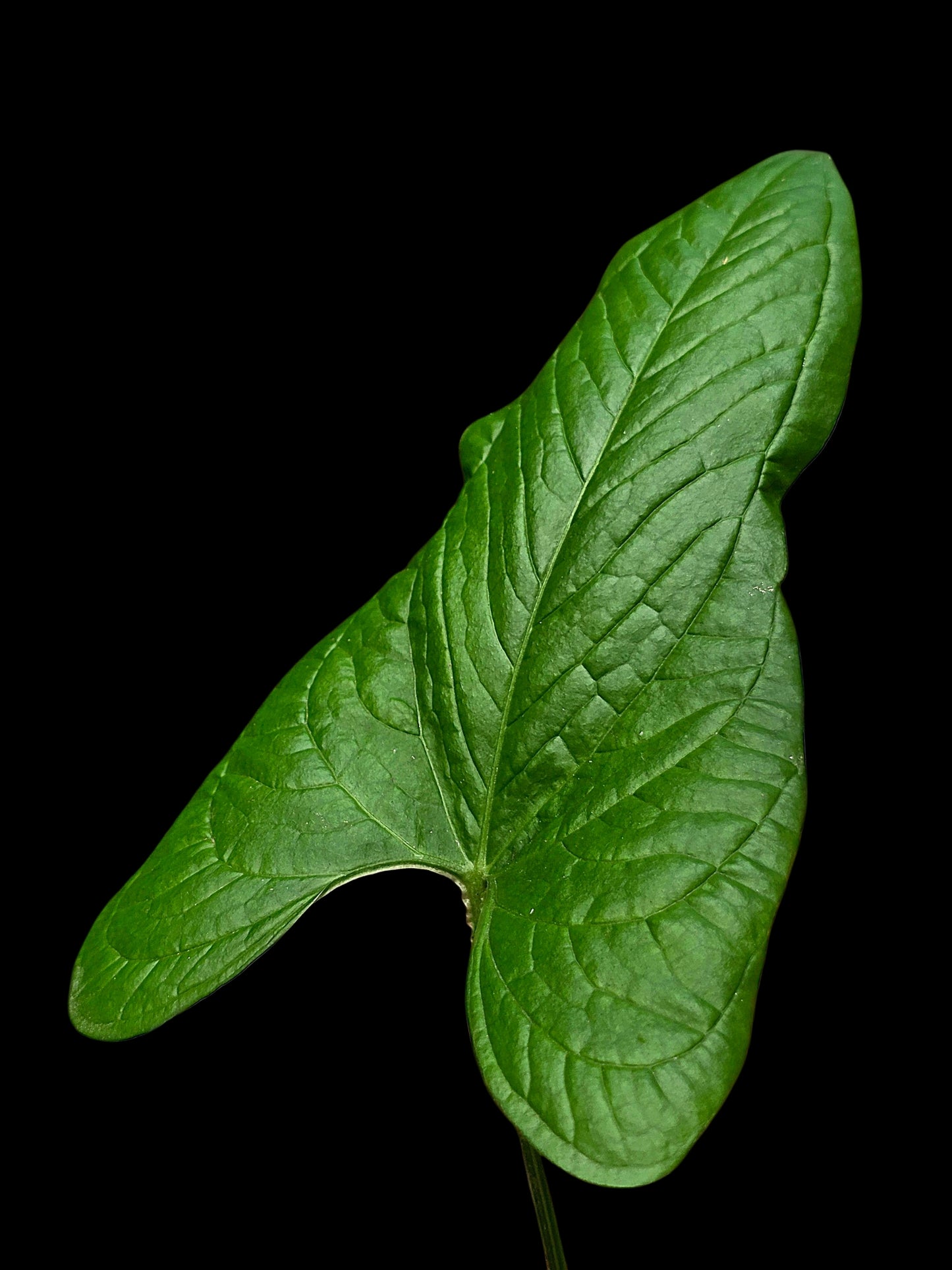Anthurium sp. 'El Oriente Bullate' Wild Ecotype (EXACT PLANT)