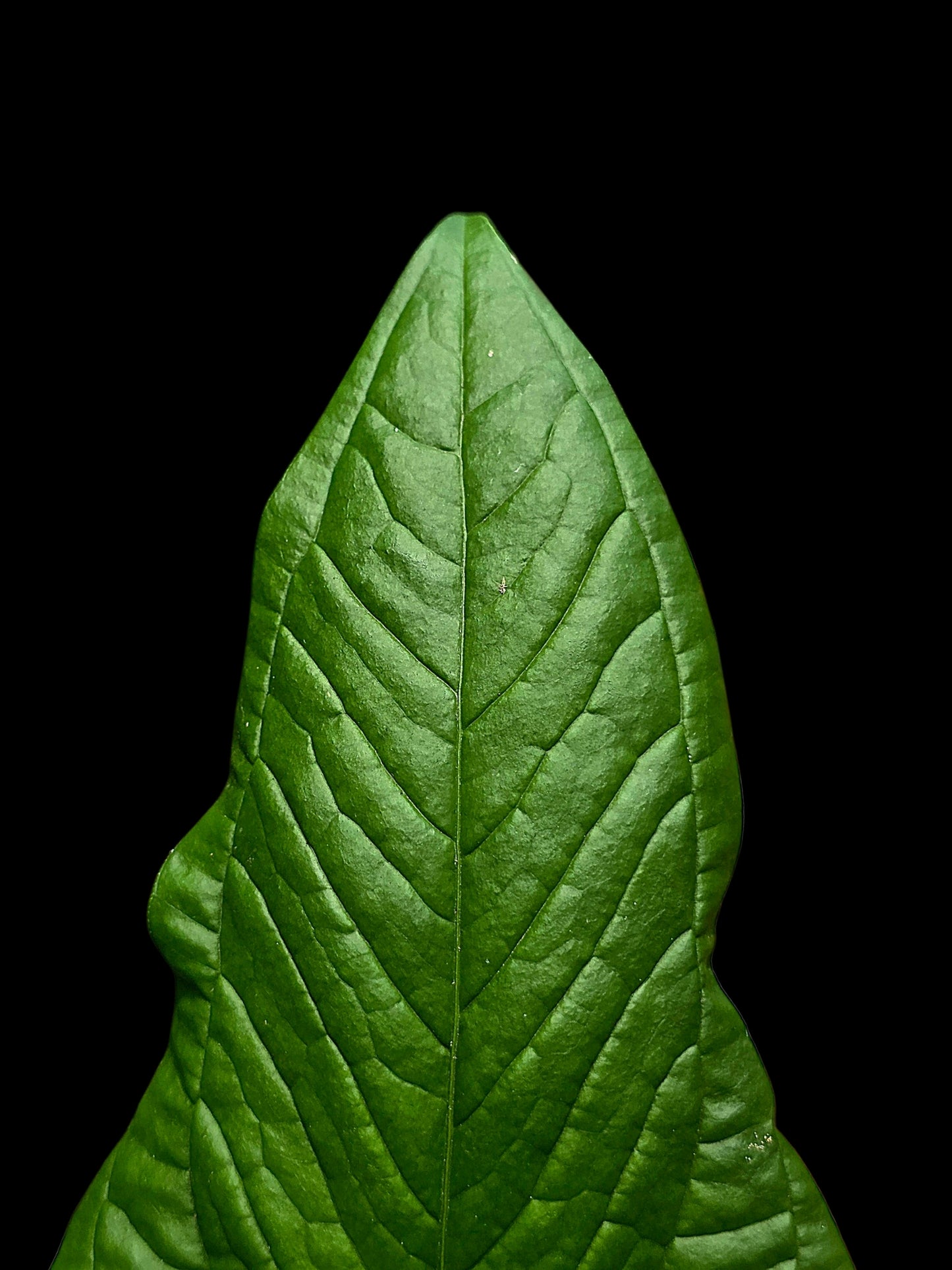Anthurium sp. 'El Oriente Bullate' Wild Ecotype (EXACT PLANT)