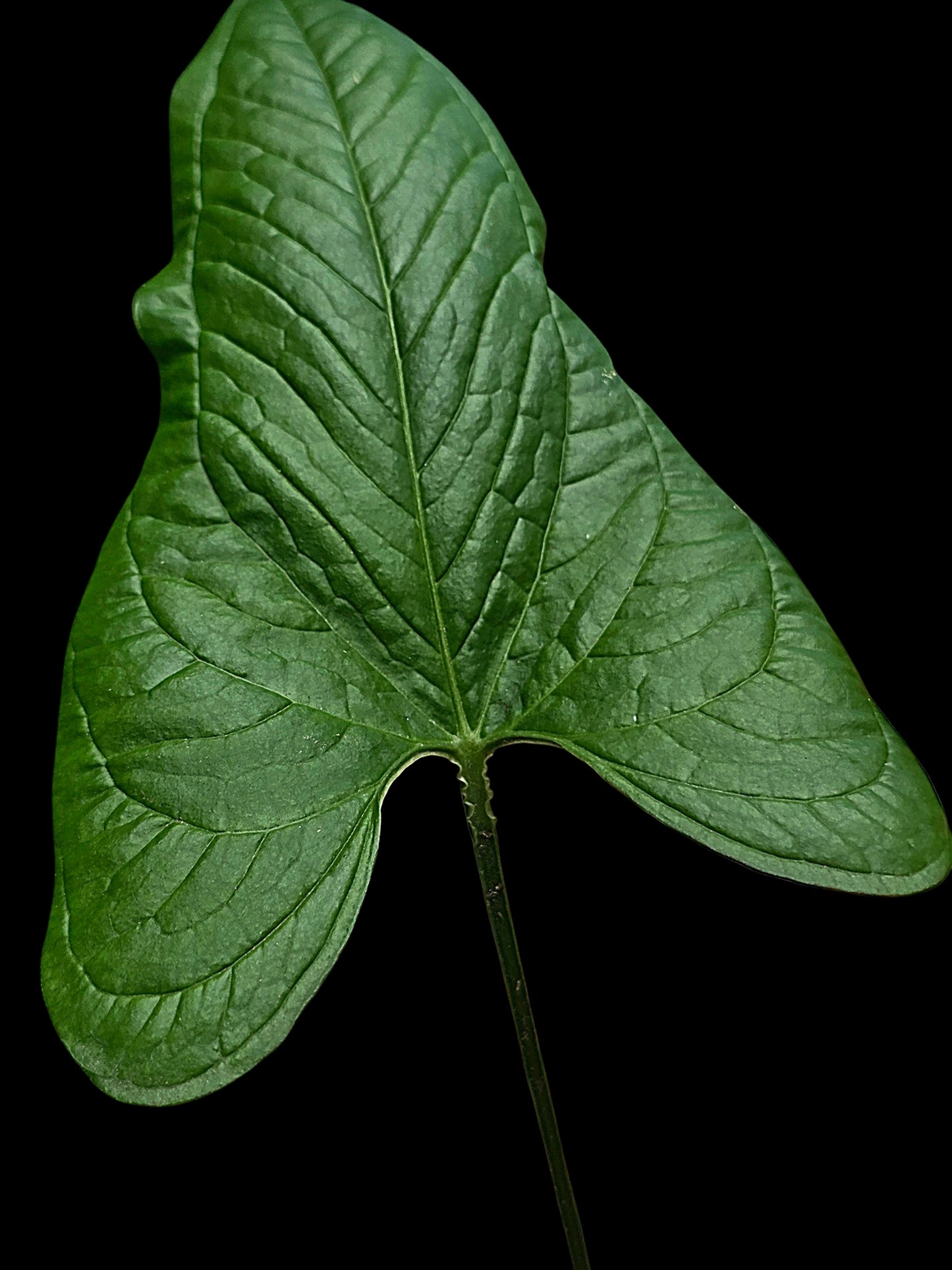 Anthurium sp. 'El Oriente Bullate' Wild Ecotype (EXACT PLANT)