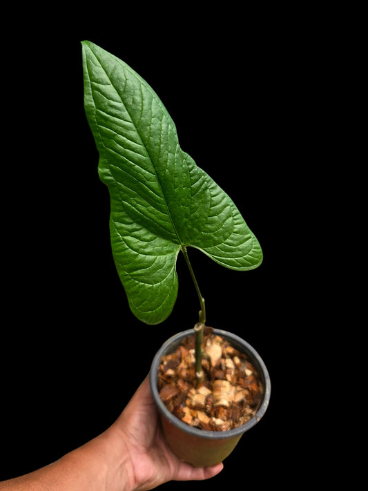 Anthurium sp. 'El Oriente Bullate' Wild Ecotype (EXACT PLANT)