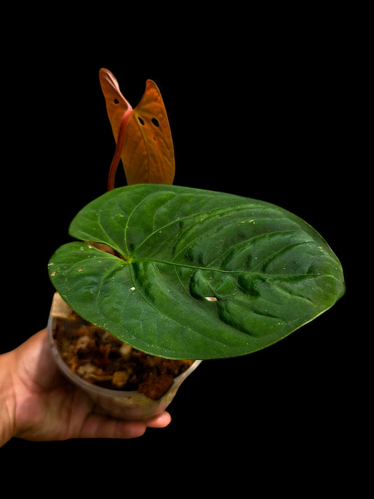 Anthurium sp. 'Huanuco Velvet' Round Form Wild Ecotype  (EXACT PLANT)