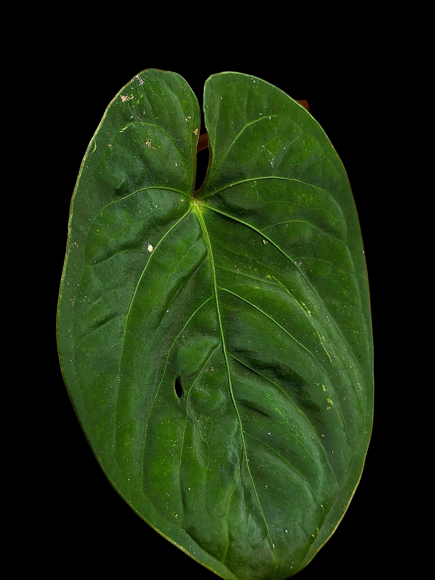 Anthurium sp. 'Huanuco Velvet' Round Form Wild Ecotype  (EXACT PLANT)