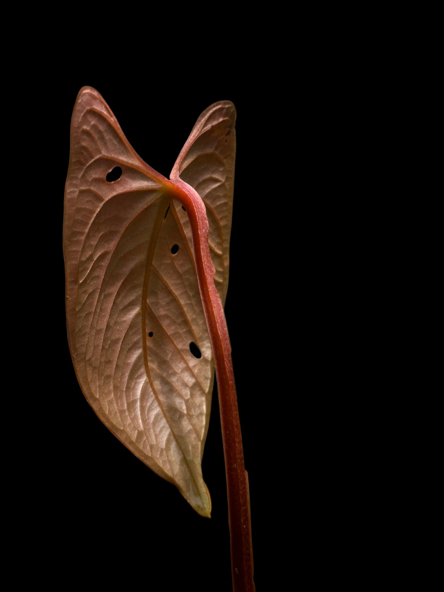 Anthurium sp. 'Huanuco Velvet' Round Form Wild Ecotype  (EXACT PLANT)