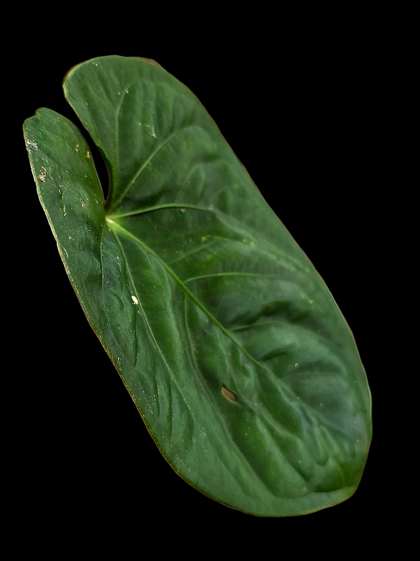 Anthurium sp. 'Huanuco Velvet' Round Form Wild Ecotype  (EXACT PLANT)