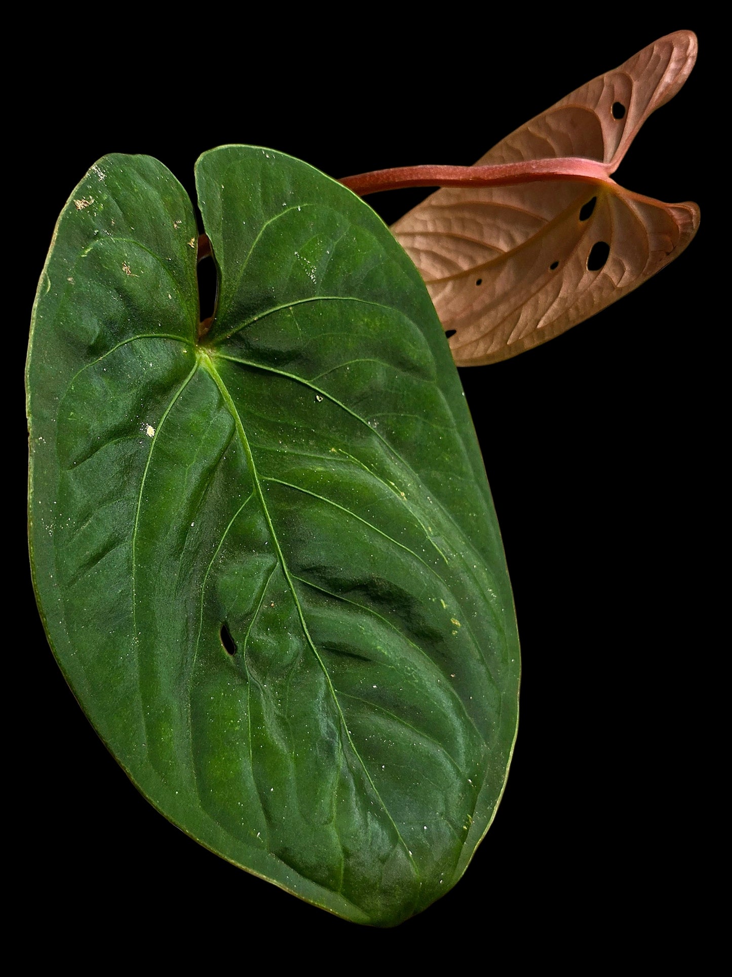 Anthurium sp. 'Huanuco Velvet' Round Form Wild Ecotype  (EXACT PLANT)