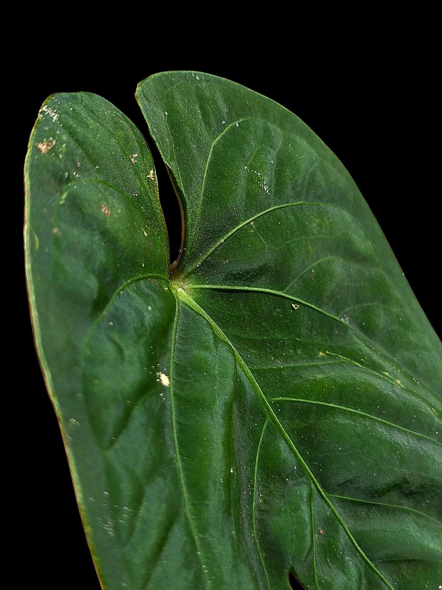 Anthurium sp. 'Huanuco Velvet' Round Form Wild Ecotype  (EXACT PLANT)