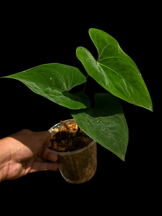 Anthurium sp. 'Huanuco Dark Velvet' Wild Ecotype (EXACT PLANT)