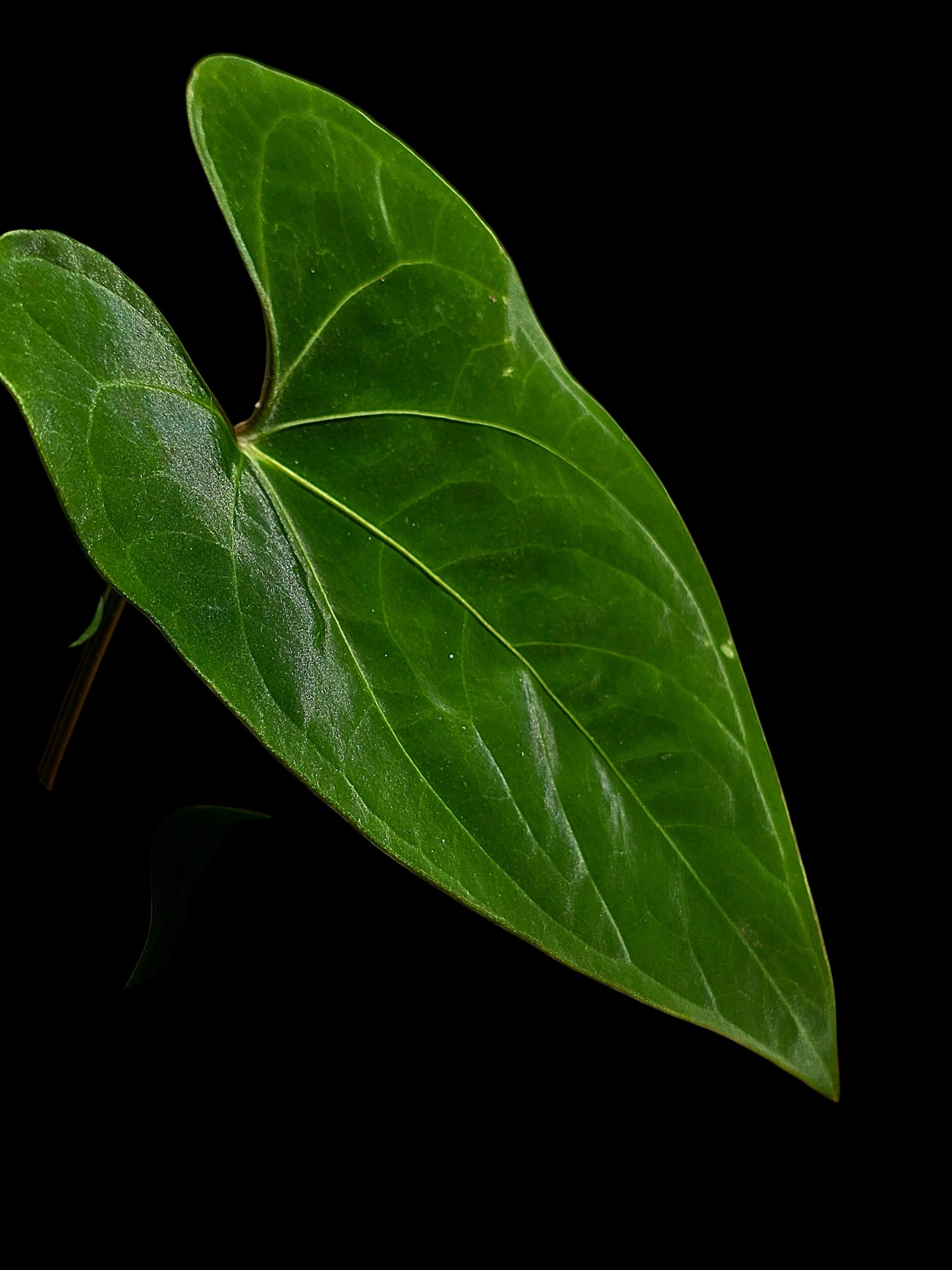 Anthurium sp. 'Huanuco Dark Velvet' Wild Ecotype (EXACT PLANT)