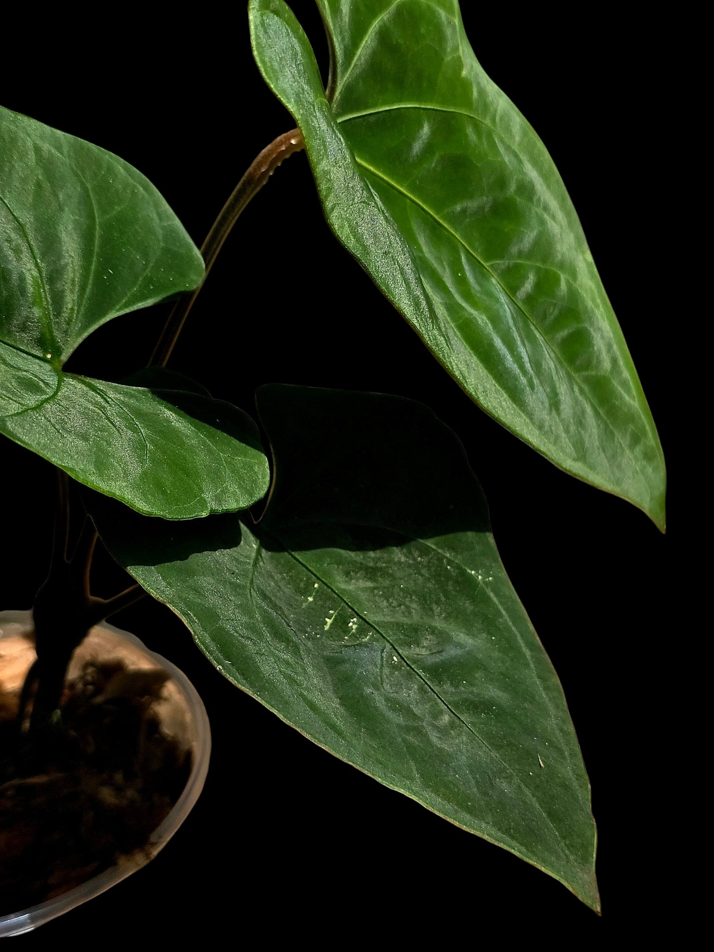 Anthurium sp. 'Huanuco Dark Velvet' Wild Ecotype (EXACT PLANT)