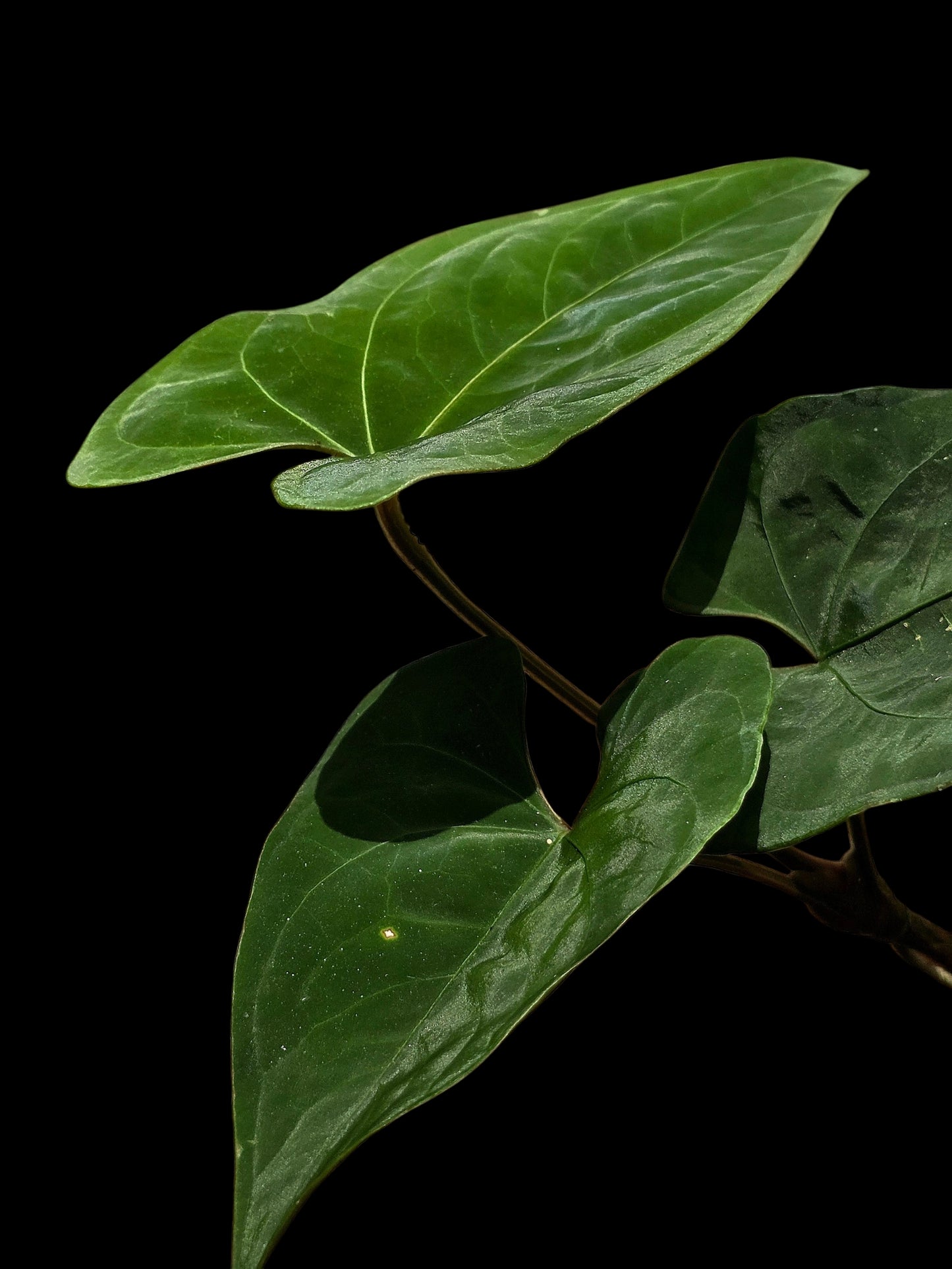 Anthurium sp. 'Huanuco Dark Velvet' Wild Ecotype (EXACT PLANT)