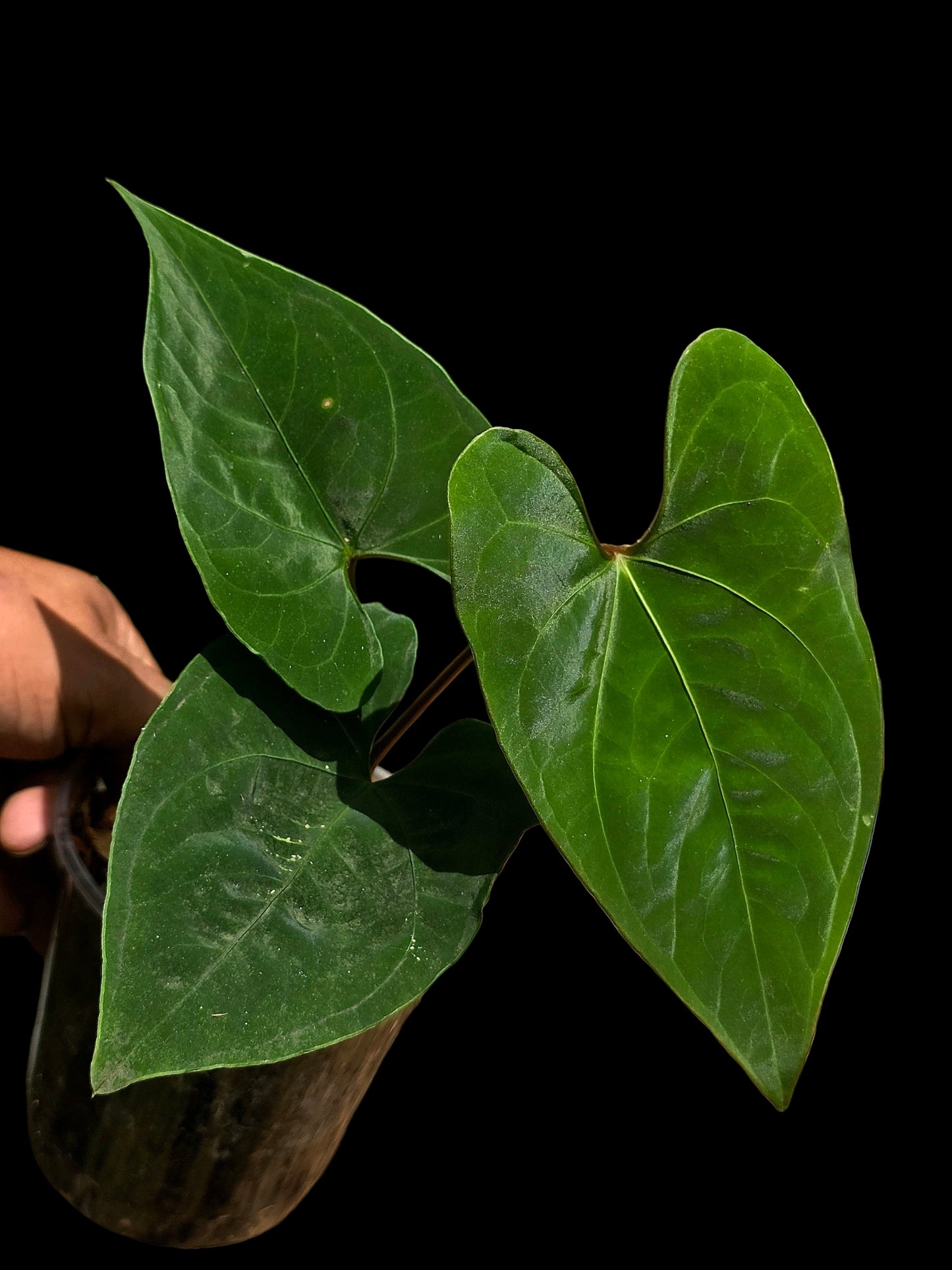Anthurium sp. 'Huanuco Dark Velvet' Wild Ecotype (EXACT PLANT)