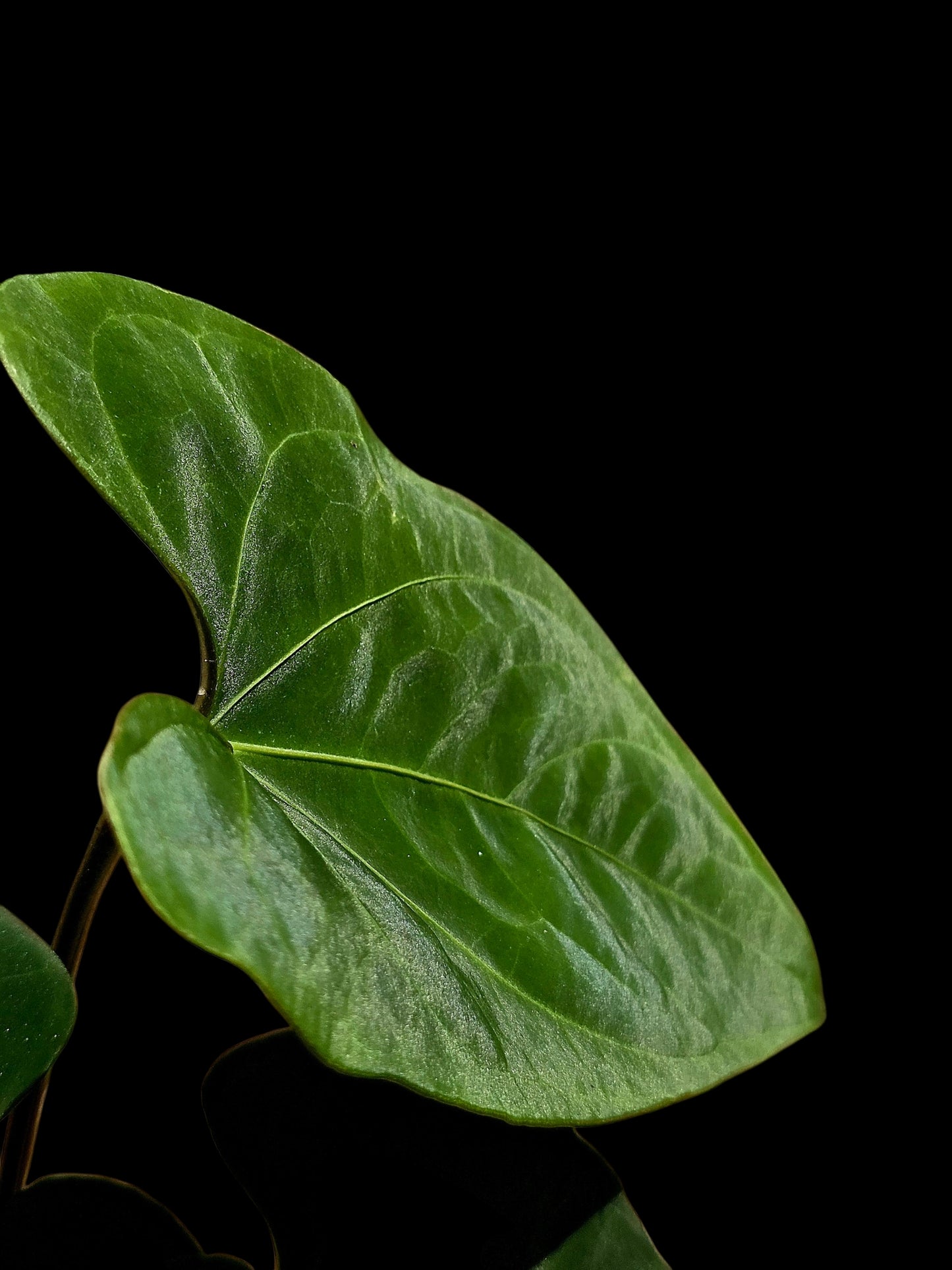 Anthurium sp. 'Huanuco Dark Velvet' Wild Ecotype (EXACT PLANT)