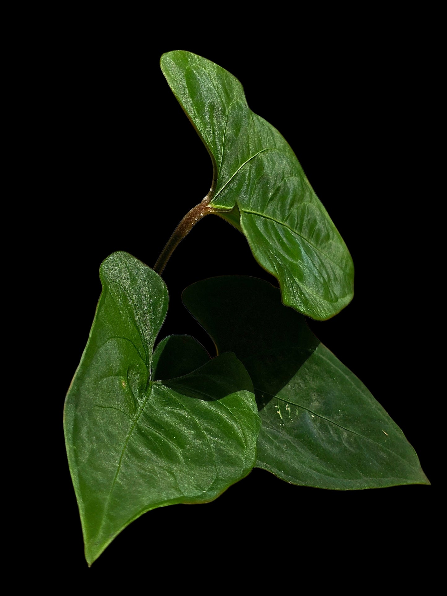 Anthurium sp. 'Huanuco Dark Velvet' Wild Ecotype (EXACT PLANT)