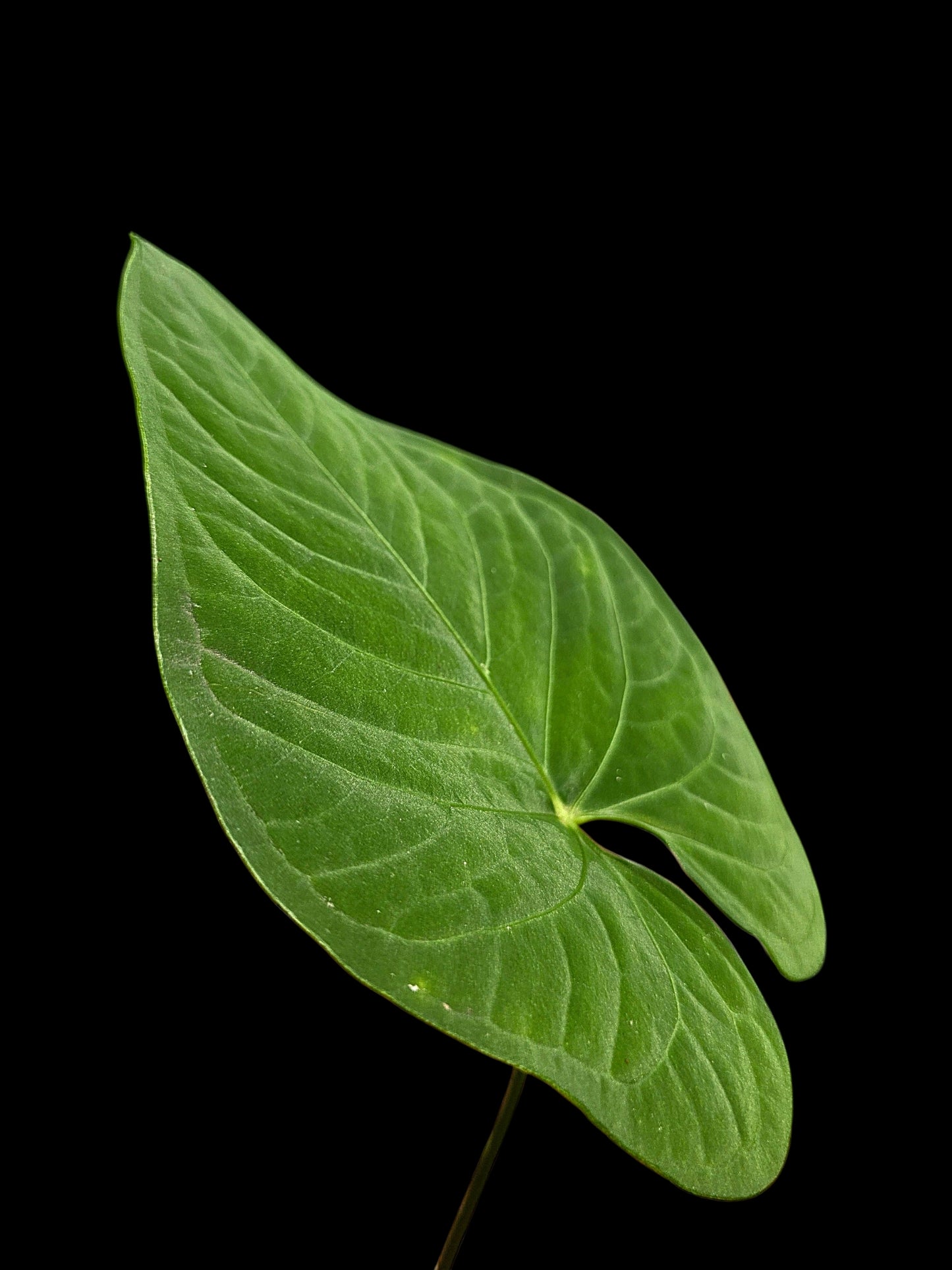 Anthurium sp. "Tarapoto Velvet" Wild Ecotype (EXACT PLANT)