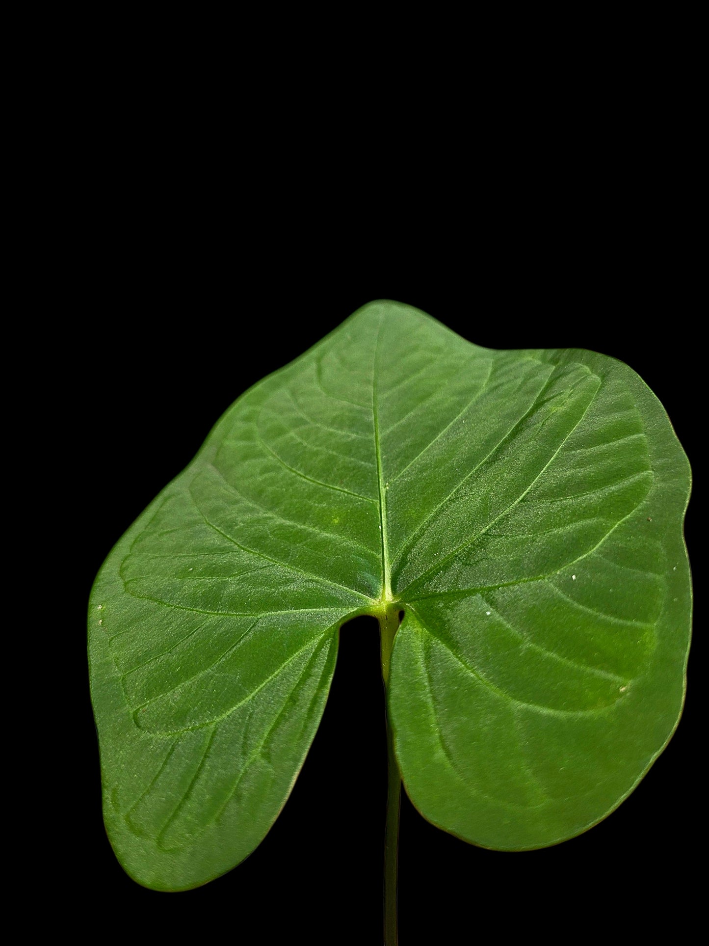 Anthurium sp. "Tarapoto Velvet" Wild Ecotype (EXACT PLANT)
