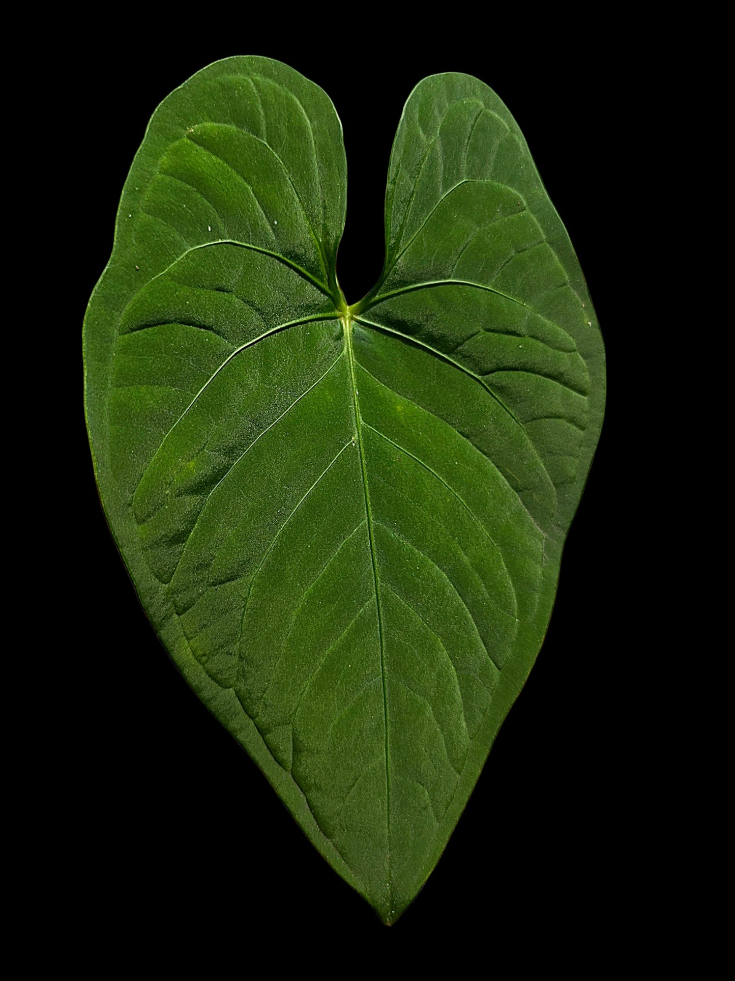 Anthurium sp. "Tarapoto Velvet" Wild Ecotype (EXACT PLANT)