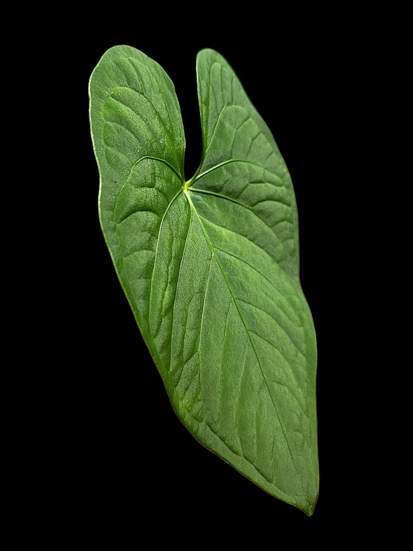 Anthurium sp. "Tarapoto Velvet" Wild Ecotype (EXACT PLANT)
