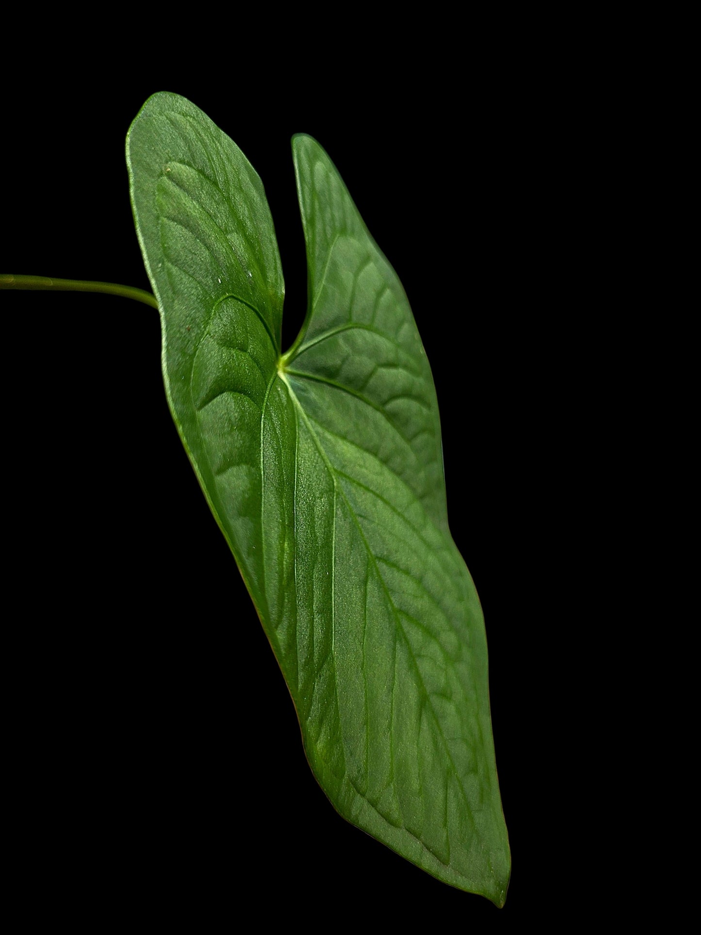 Anthurium sp. "Tarapoto Velvet" Wild Ecotype (EXACT PLANT)