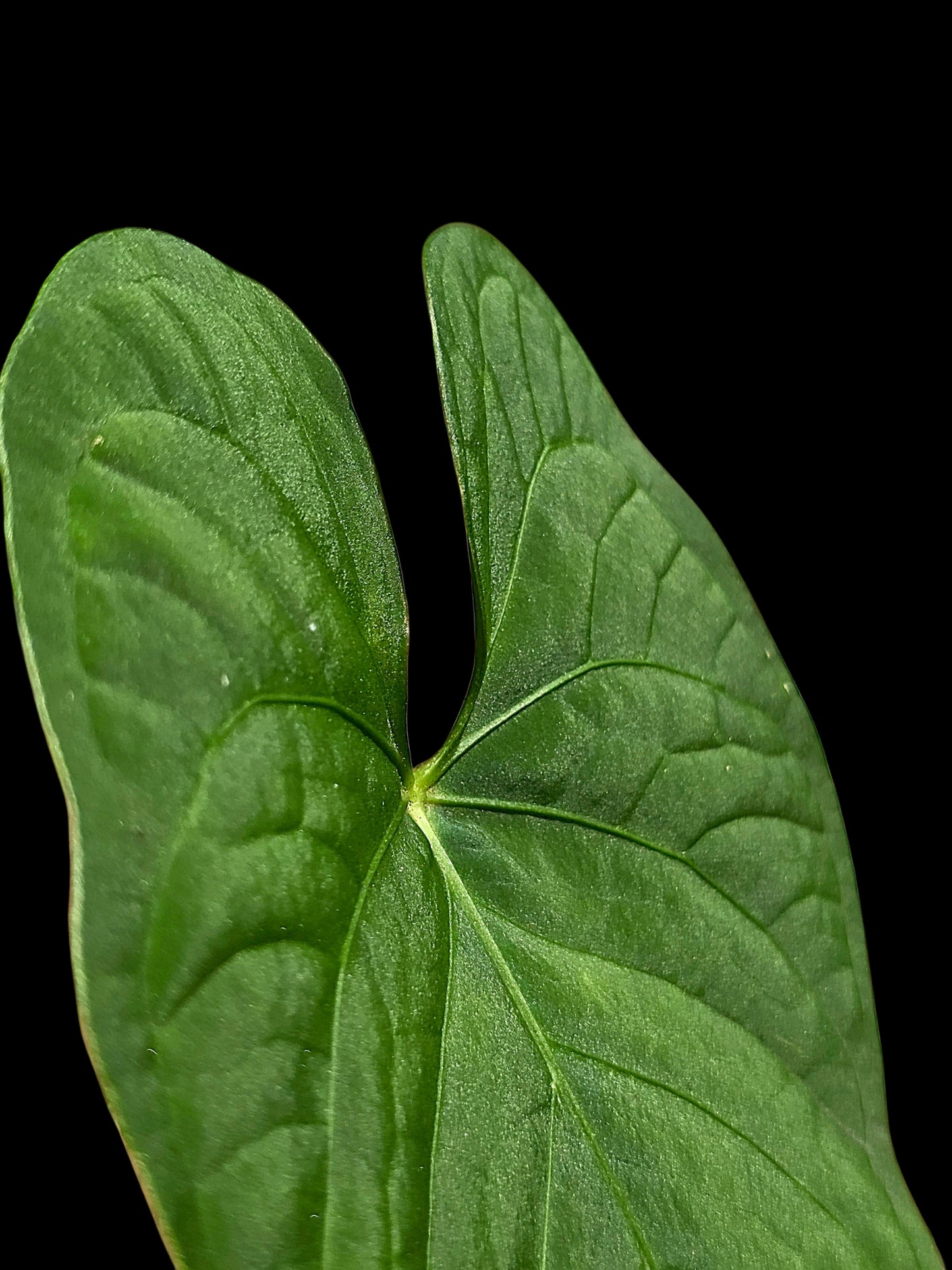 Anthurium sp. "Tarapoto Velvet" Wild Ecotype (EXACT PLANT)