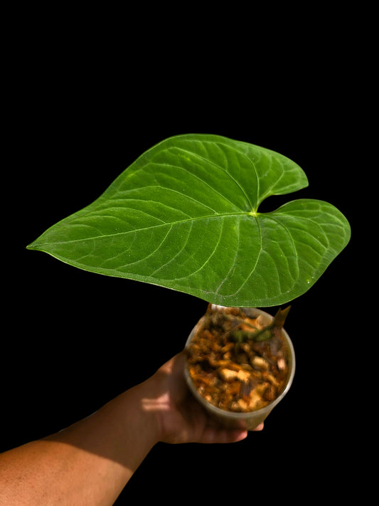 Anthurium sp. "Tarapoto Velvet" Wild Ecotype (EXACT PLANT)