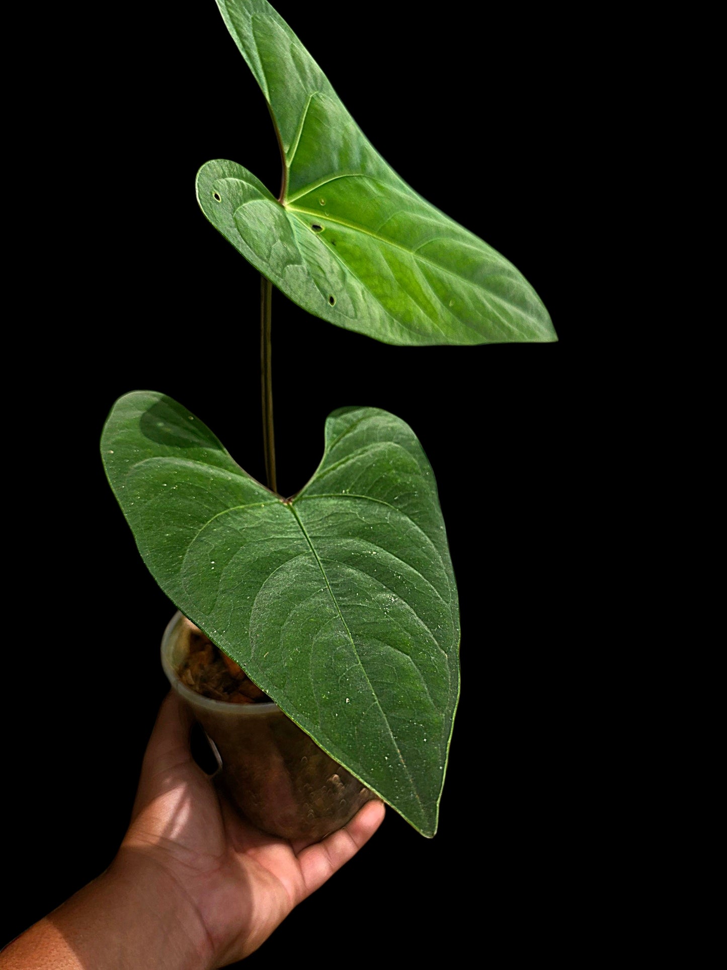 Anthurium sp. 'Huanuco Dark Velvet' Sagittate (EXACT PLANT)