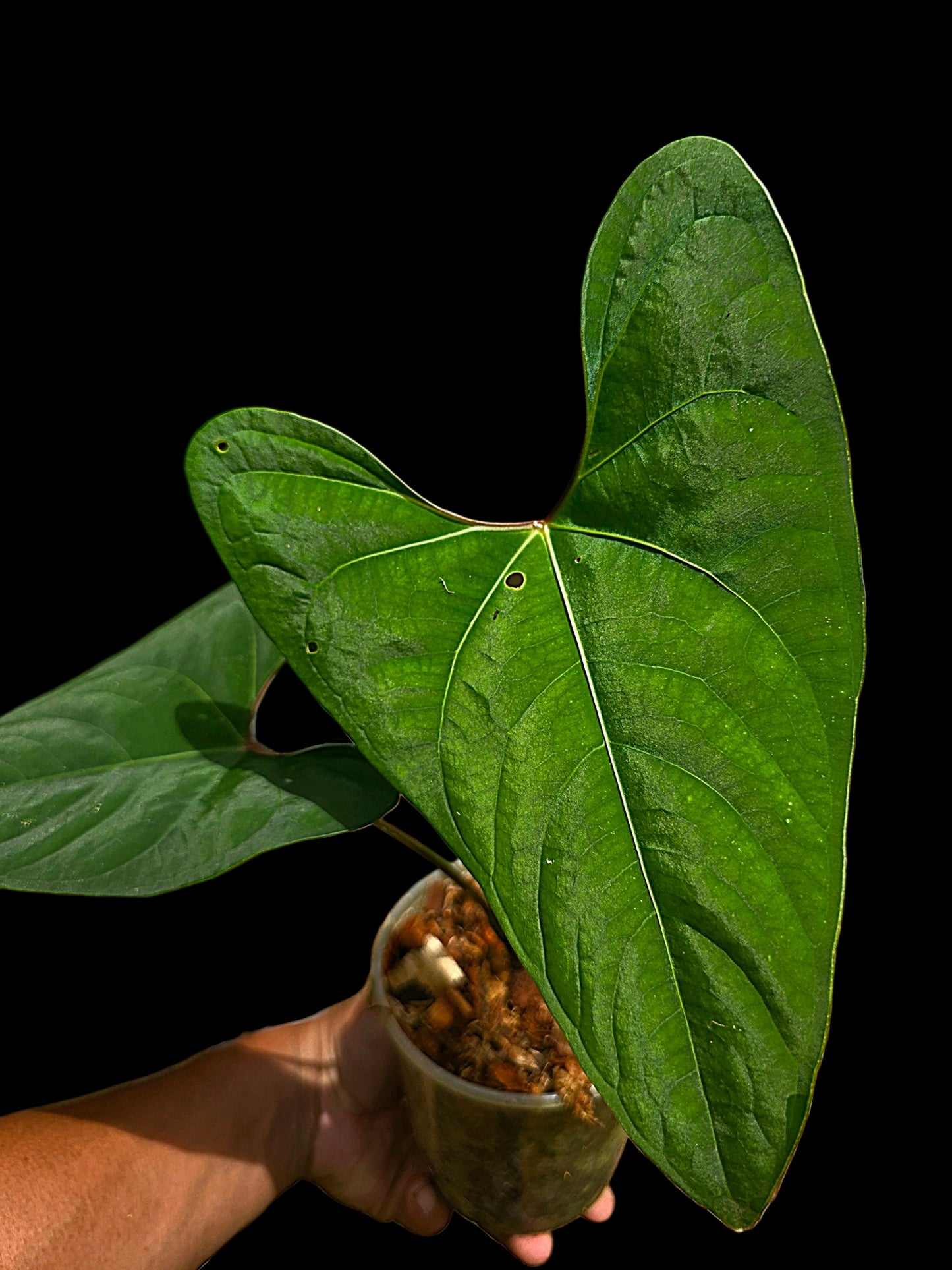 Anthurium sp. 'Huanuco Dark Velvet' Sagittate (EXACT PLANT)