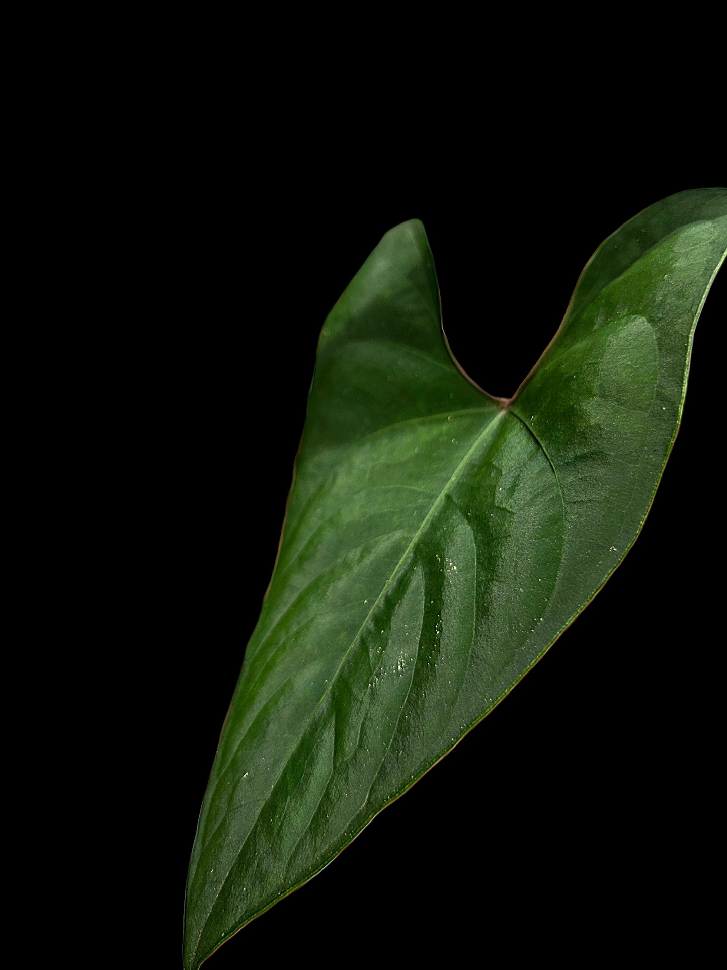 Anthurium sp. 'Huanuco Dark Velvet' Sagittate (EXACT PLANT)