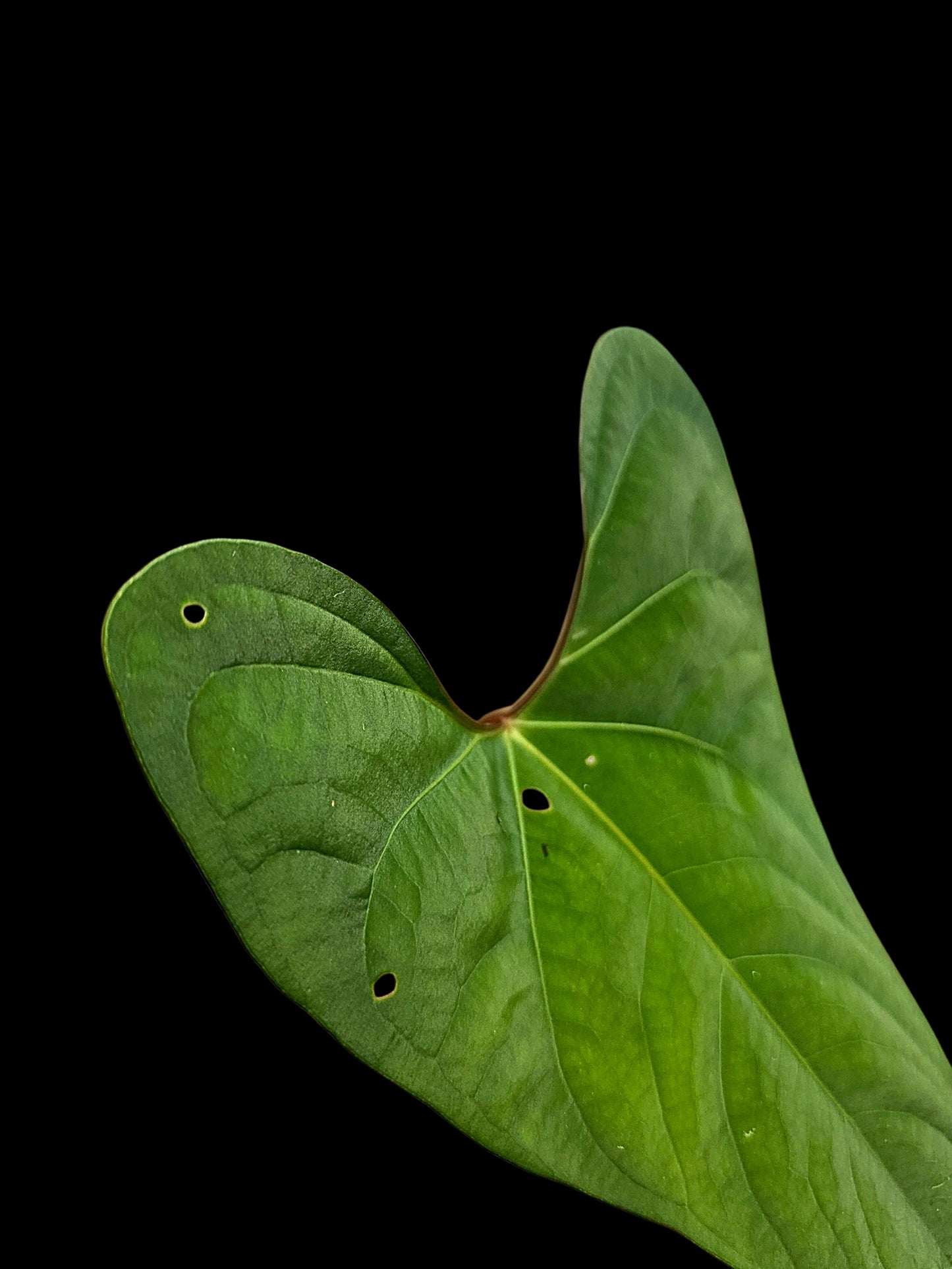 Anthurium sp. 'Huanuco Dark Velvet' Sagittate (EXACT PLANT)