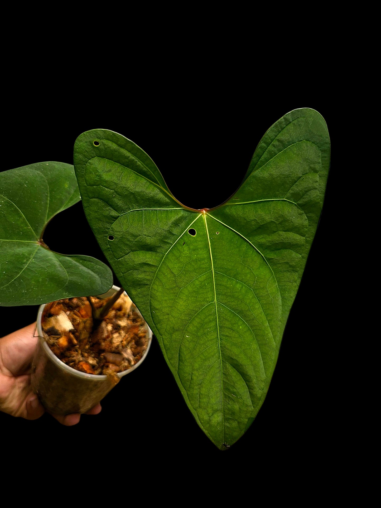 Anthurium sp. 'Huanuco Dark Velvet' Sagittate (EXACT PLANT)