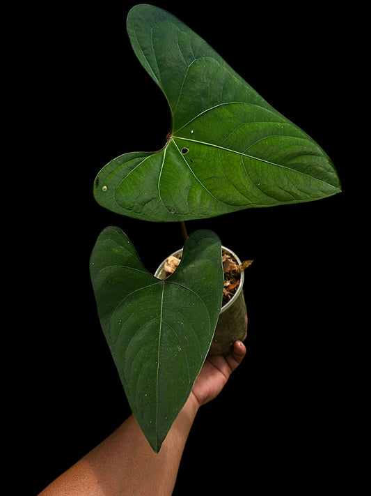 Anthurium sp. 'Huanuco Dark Velvet' Sagittate (EXACT PLANT)