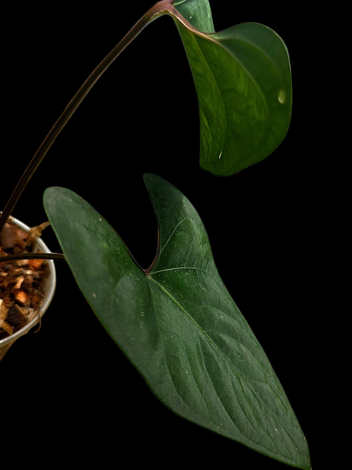 Anthurium sp. 'Huanuco Dark Velvet' Sagittate (EXACT PLANT)