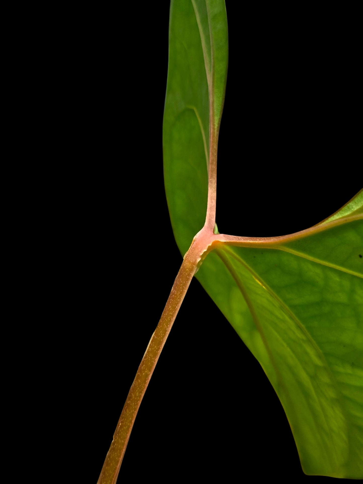 Anthurium sp. 'Huanuco Dark Velvet' Sagittate (EXACT PLANT)