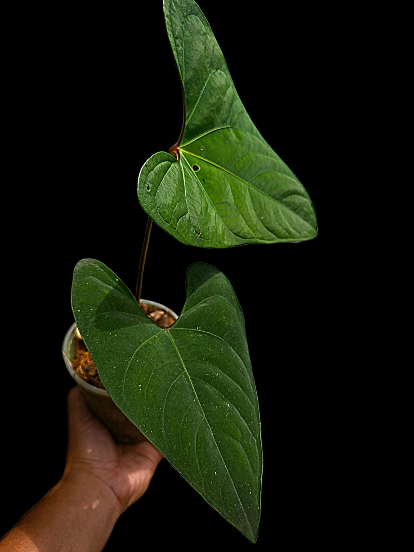 Anthurium sp. 'Huanuco Dark Velvet' Sagittate (EXACT PLANT)