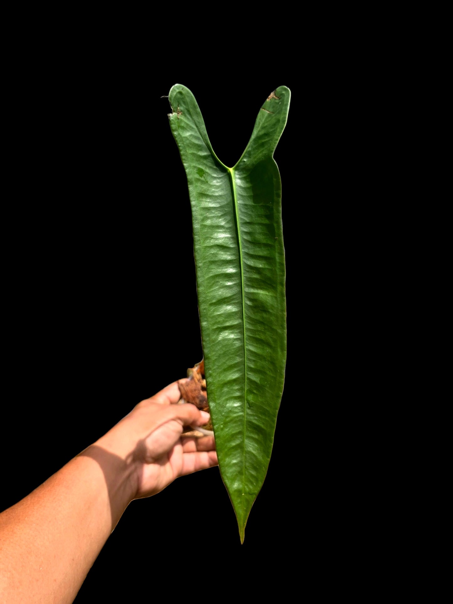 Anthurium Longissimilobum The "Spiritus Sancti" of Anthuriums LARGE Size (EXACT PLANT)