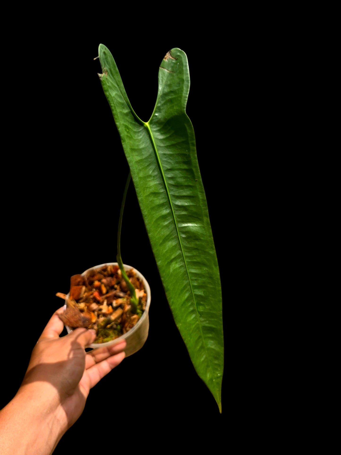 Anthurium Longissimilobum The "Spiritus Sancti" of Anthuriums LARGE Size (EXACT PLANT)
