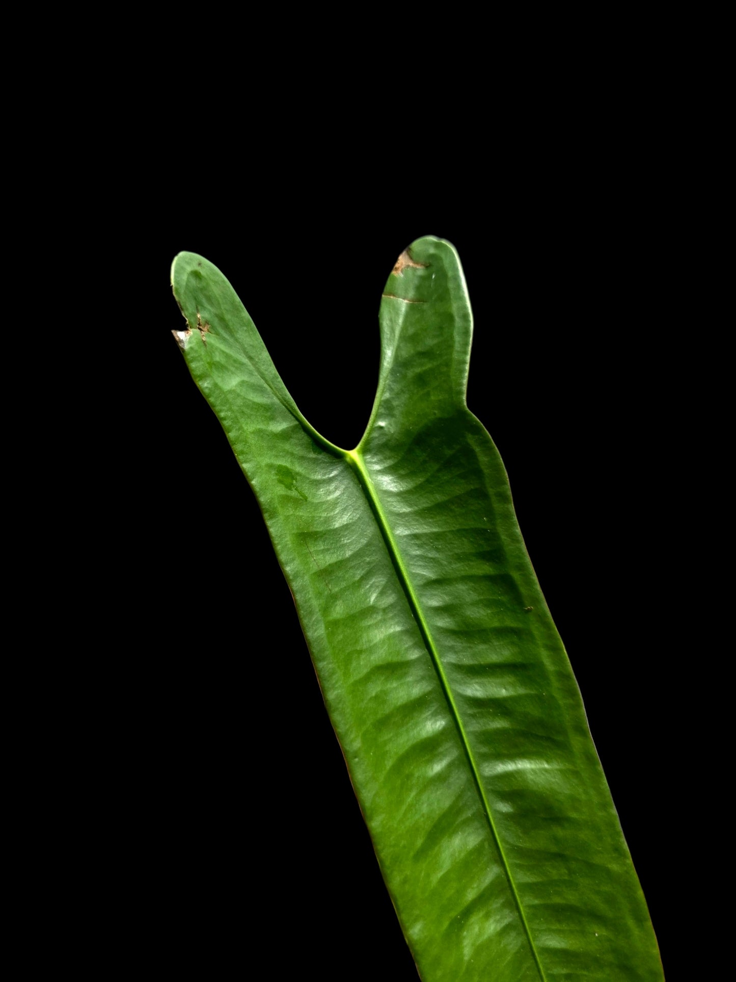 Anthurium Longissimilobum The "Spiritus Sancti" of Anthuriums LARGE Size (EXACT PLANT)