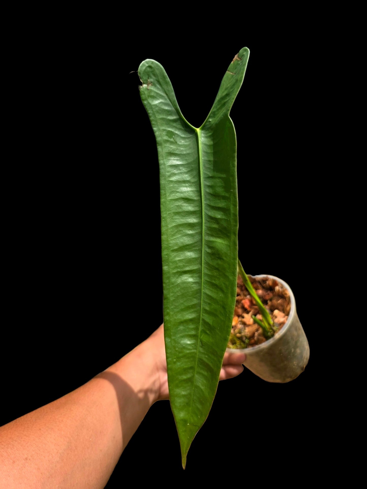 Anthurium Longissimilobum The "Spiritus Sancti" of Anthuriums LARGE Size (EXACT PLANT)