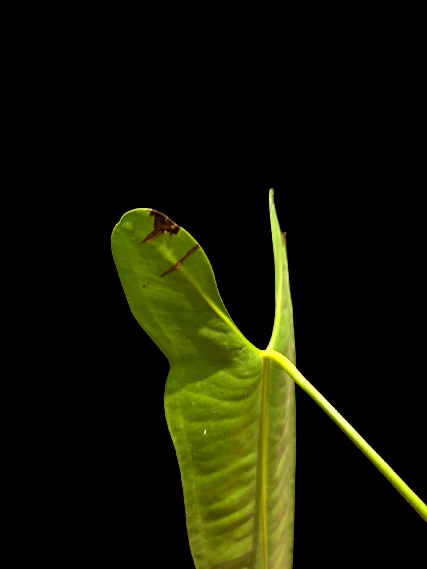 Anthurium Longissimilobum The "Spiritus Sancti" of Anthuriums LARGE Size (EXACT PLANT)