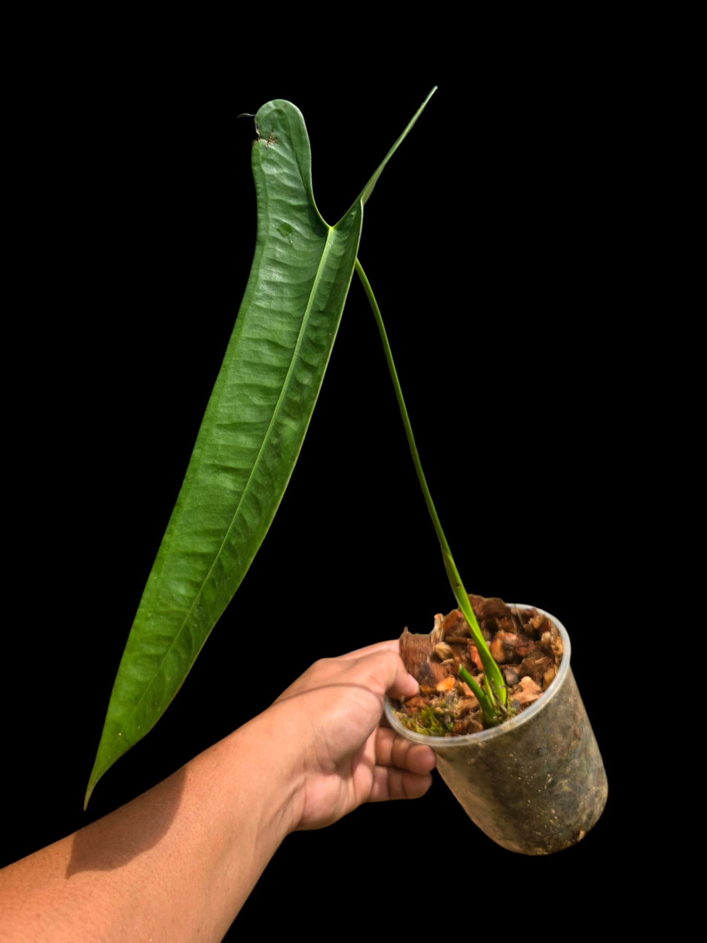 Anthurium Longissimilobum The "Spiritus Sancti" of Anthuriums LARGE Size (EXACT PLANT)
