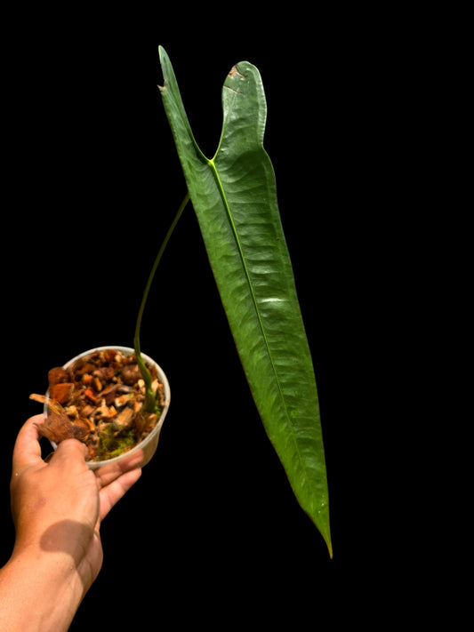 Anthurium Longissimilobum The "Spiritus Sancti" of Anthuriums LARGE Size (EXACT PLANT)