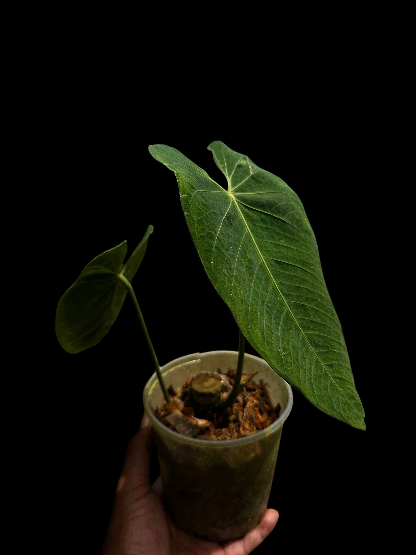 Anthurium Metallicum Wild Ecotype (EXACT PLANT)