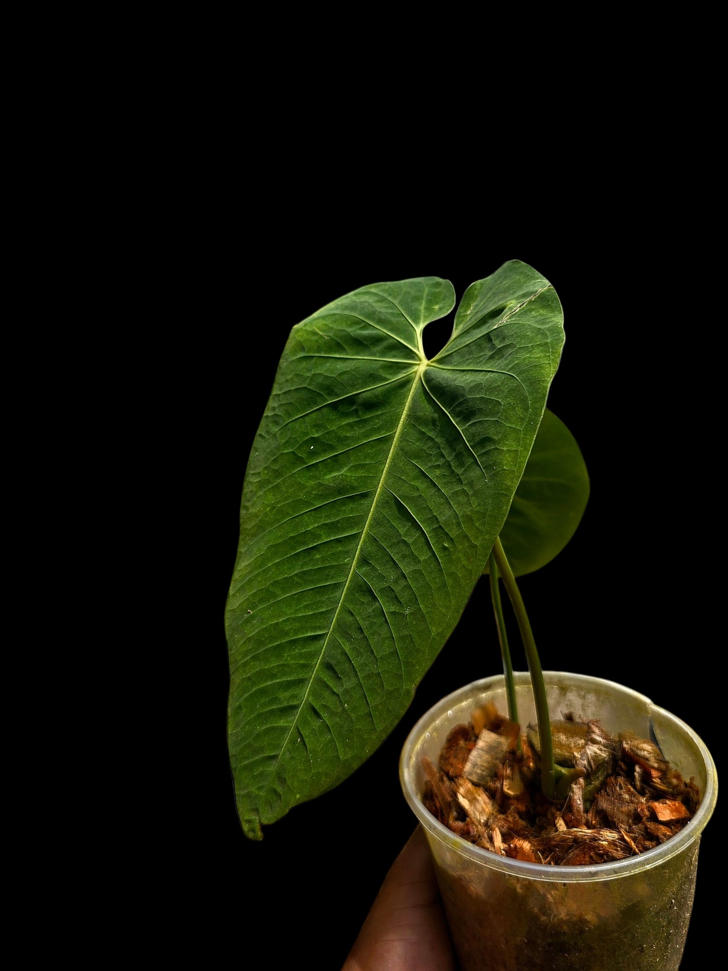 Anthurium Metallicum Wild Ecotype (EXACT PLANT)