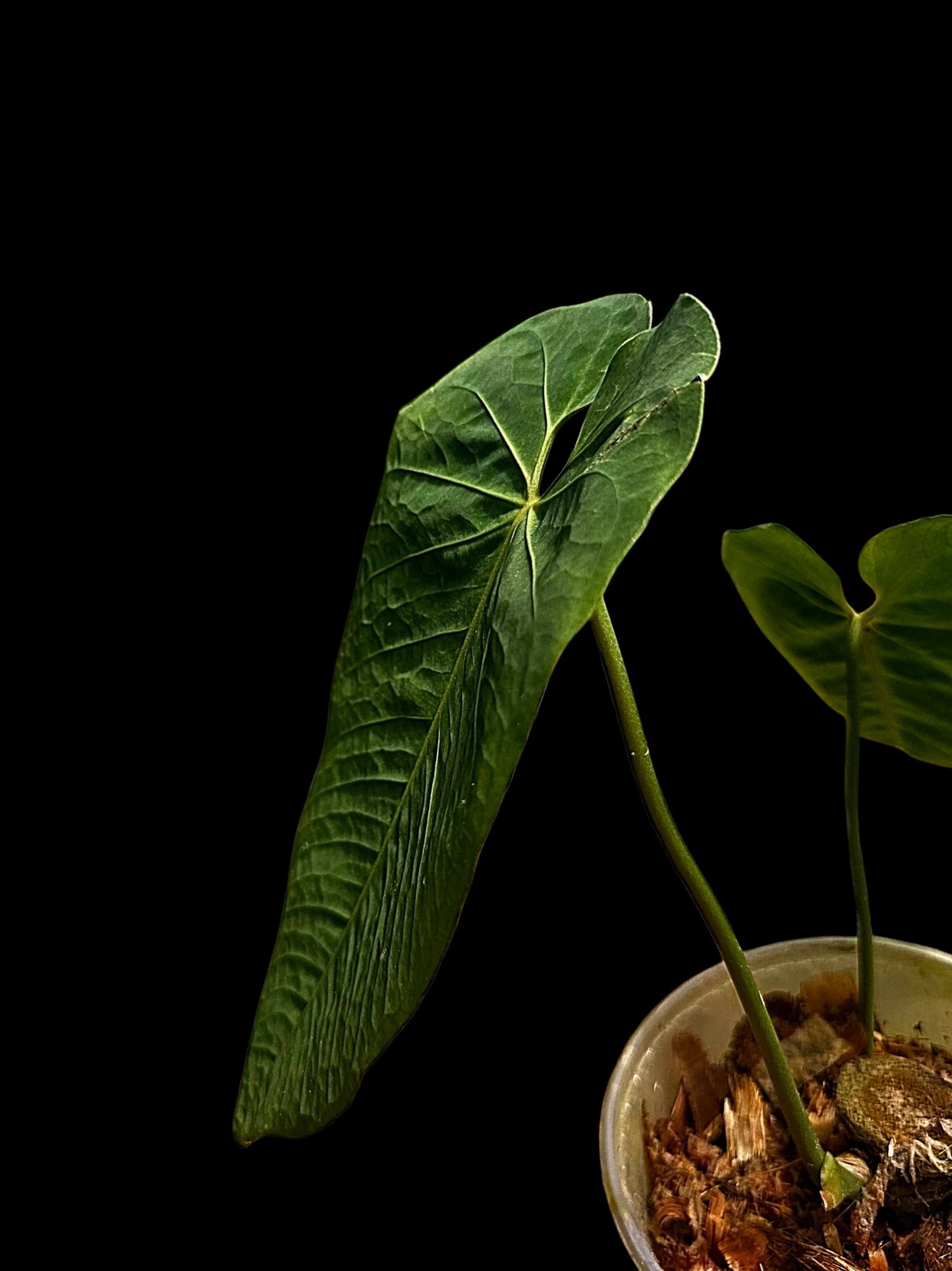 Anthurium Metallicum Wild Ecotype (EXACT PLANT)