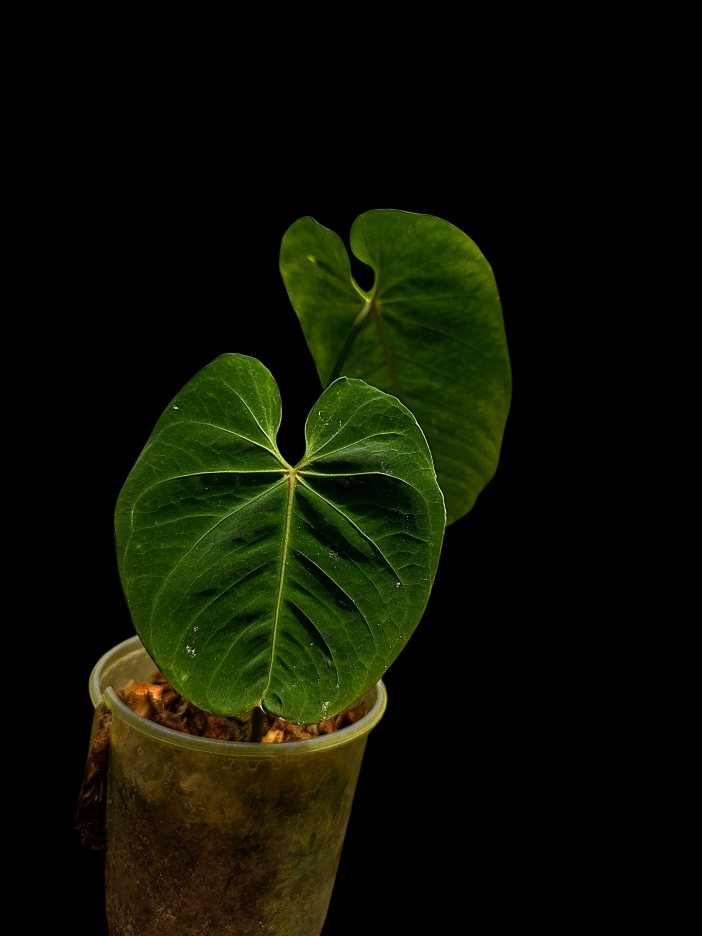 Anthurium Metallicum Wild Ecotype (EXACT PLANT)