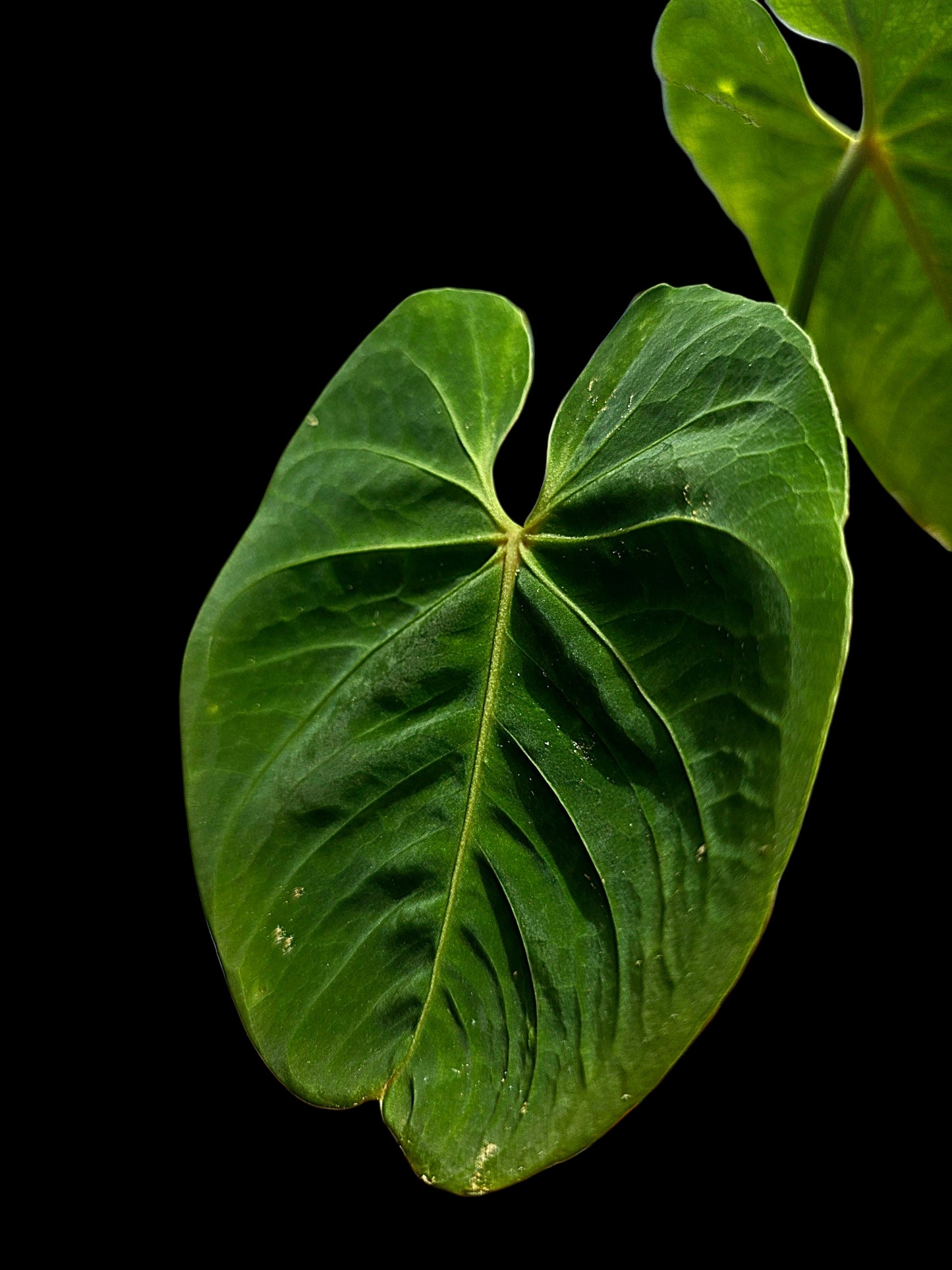 Anthurium Metallicum Wild Ecotype (EXACT PLANT)