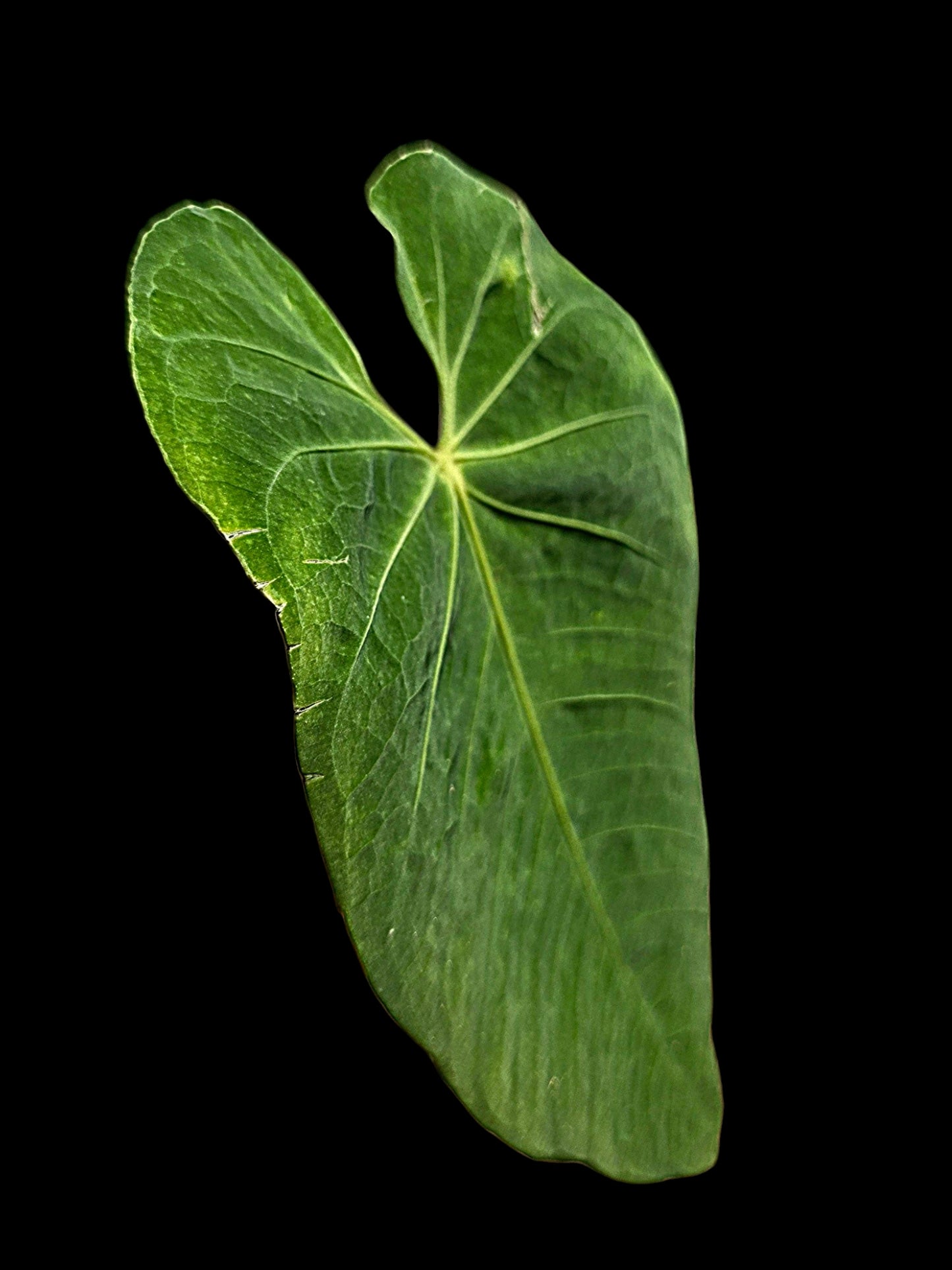 Anthurium Metallicum Wild Ecotype (EXACT PLANT)