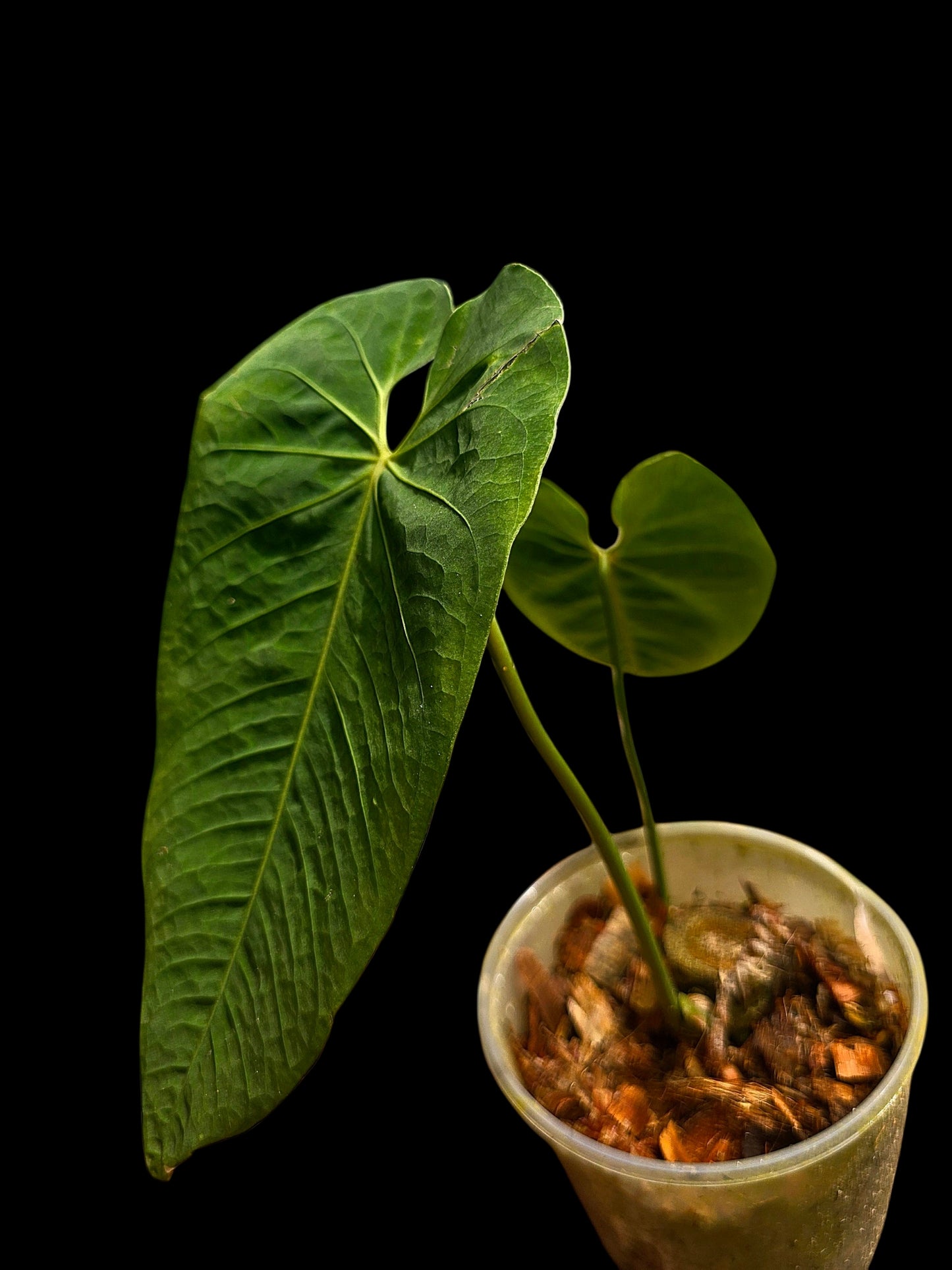 Anthurium Metallicum Wild Ecotype (EXACT PLANT)