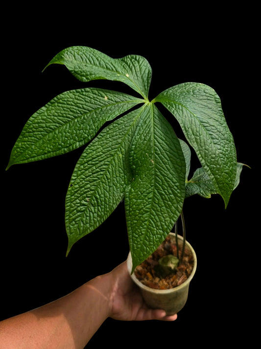 Anthurium sp. "Crocodile Hands" Wild Ecotype (EXACT PLANT)